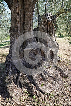 Centuries-old olive tree trunk, Puglia, Italy