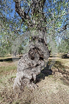 Centuries-old olive tree trunk, Puglia, Italy