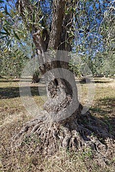 Centuries-old olive tree trunk, Puglia, Italy