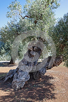 Centuries-old olive tree trunk, Puglia, Italy