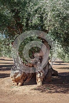 Centuries-old olive tree trunk, Puglia, Italy