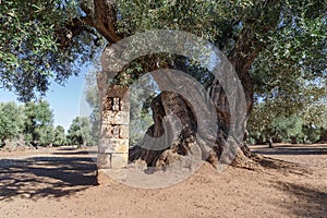 Centuries-old olive tree trunk, Puglia, Italy