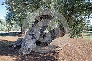 Centuries-old olive tree trunk, Puglia, Italy