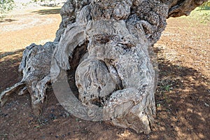 Centuries-old olive tree trunk, Puglia, Italy