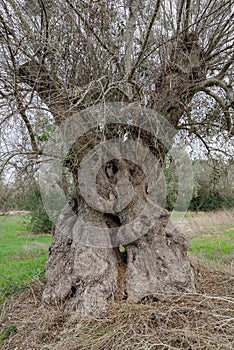 Centuries-old olive tree trunk, Puglia, Italy