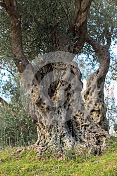 Centuries old olives