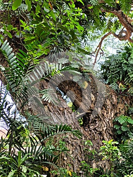 Century-old Acacia Tree in Silliman University Campus, Philippines