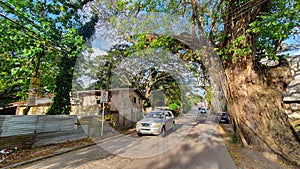 Century-old Acacia Tree in Tagbilaran City, Bohol, Philippines