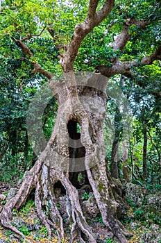 Century old giant autumn maple tree trunk in Kenting national park Taiwan