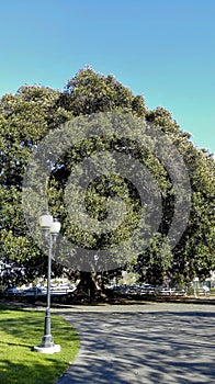 Century old Moreton Bay Fig Tree, Camarillo, CA