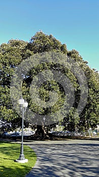Century old Moreton Bay Fig Tree, Camarillo, CA photo