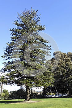 Century old Norfolk Island Pine, Camarillo, CA photo