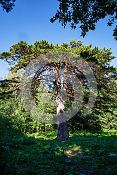 Century old Pine is one of terrenkurs health trail in Belokuriha.