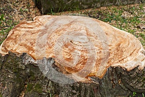 Century old tree freshly cut to express nature massacre