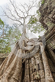 Century-old tree root, Ta Prohm temple, Angkor Thom, Siem Reap, Cambodia.