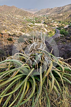 Century Plant above Bisbee Arizona