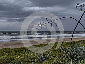 Century Plant Blooming on a Stormy Morning