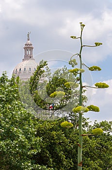 Century plant on the grounds of the Texas State Capitol