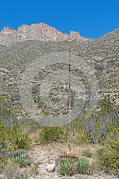 Century Plant Stalk in a Desert Mountain Landscape