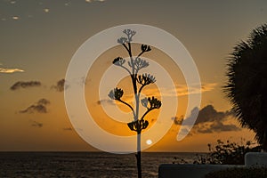 Century Plant at Sunset Curacao Views