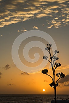 Century Plant at Sunset Curacao Views