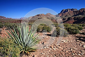 Century Plant on the Tonto Trail in the Grand Canyon.