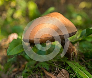 Cep Boletus edulis mushroom