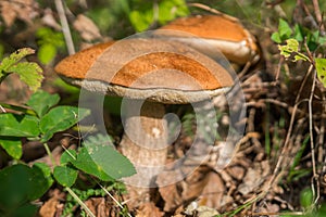 Cep Boletus edulis mushroom