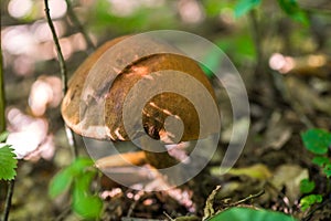 Cep Boletus edulis mushroom