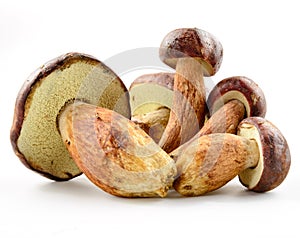 Cep. Forest mushrooms on a white background