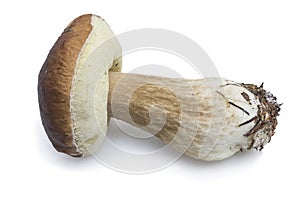 Cep L. Boletus edulis on a white background. It is widespread