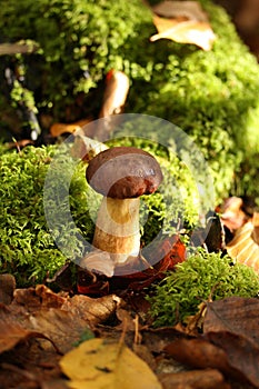 Cep mushroom