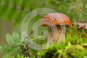 Cep, mushroom in autumn forest.