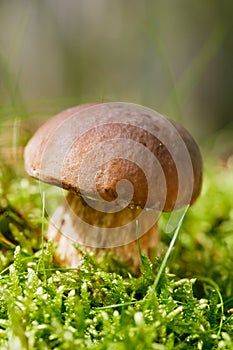 Cep mushroom in a forest scene
