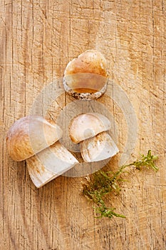 Cep mushroom in a forest scene