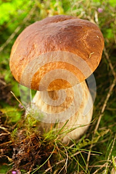 Cep mushroom in a forest scene