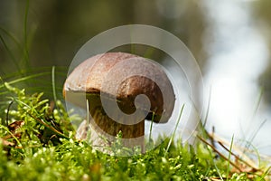 Cep mushroom in a forest scene