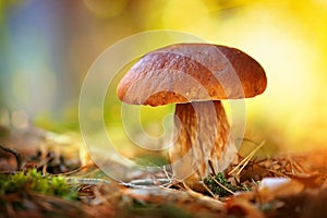 Cep mushroom growing in autumn forest