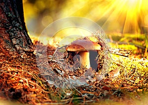 Cep mushroom growing in autumn forest