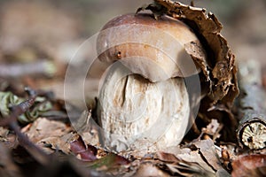 Cep or Porcini mushroom