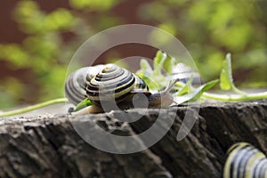 Cepaea hortensis, Cepaea vindobonensis - White-lipped snail