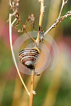 Cepaea hortensis striped garden snail