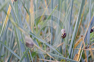 Cepaea hortensis or variegated snail on the stems of plants