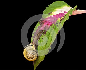 Cepaea nemoralis