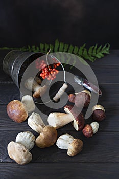 Cepe, Boletus edulis fresh and natural forest mushrooms