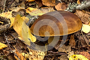 Cepe. Forest mushroom. photo