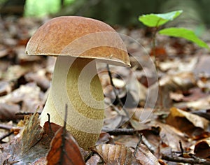 Cepe mushroom