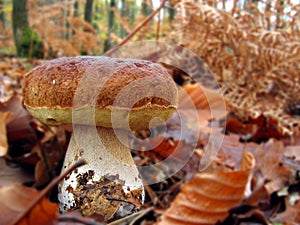 Cepe mushroom photo