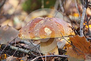 Cepe. Mushroom. photo