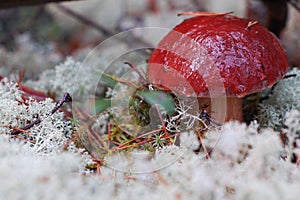 Cepe mushroom photo